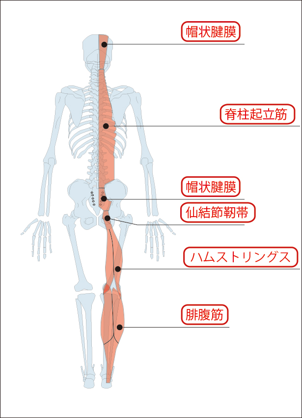 図２：帽状腱膜への筋連結